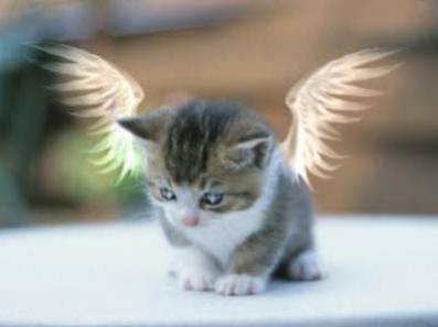 my angel